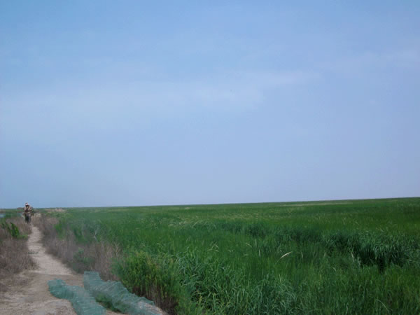 大米草滩涂生态养殖基地